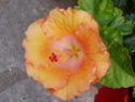 nos hibiscus P8220110
