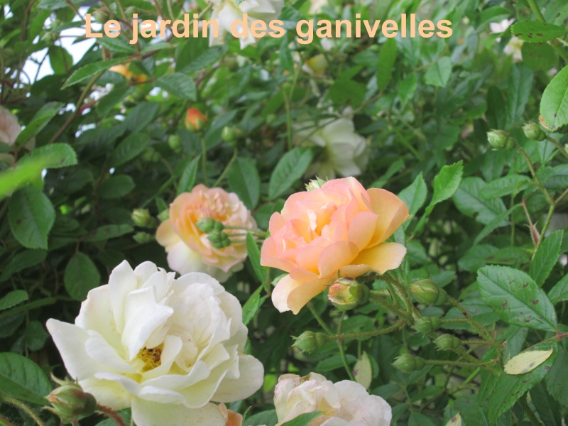 Rosa 'Ghislaine de Féligonde !!! - Page 5 Img_0515