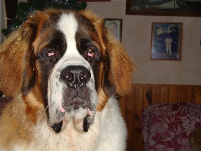 Concours n° 62 : DANS LES YEUX DE MON SAINT BERNARD 26101210