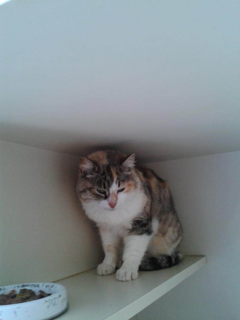 Mende: chatte tricolore 1 an et demi abandonnée chez le véto, solution trouvée 2014-012