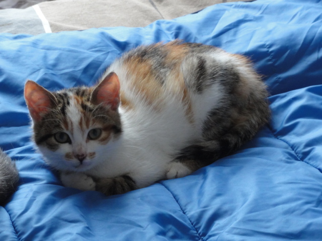 (48) - Langogne - Tessie - Chatonne 2 mois - tricolore - Adoptée par Cat's ! Disparue.. Chaton17