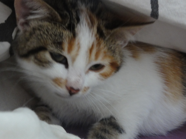 (48) - Langogne - Tessie - Chatonne 2 mois - tricolore - Adoptée par Cat's ! Disparue.. Chaton18