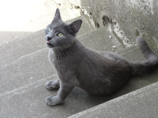 Langogne: Loona petite chatte d'un an typée chartreux en urgence - Adoptée ! A disparue.. Chatte10