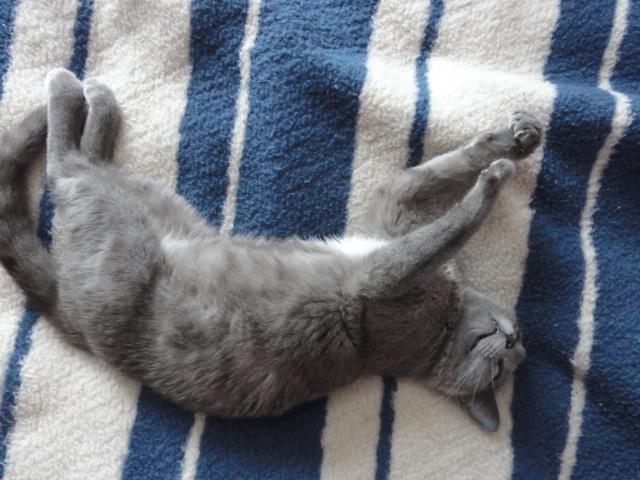 Langogne: Loona petite chatte d'un an typée chartreux en urgence - Adoptée ! A disparue.. Chatte12