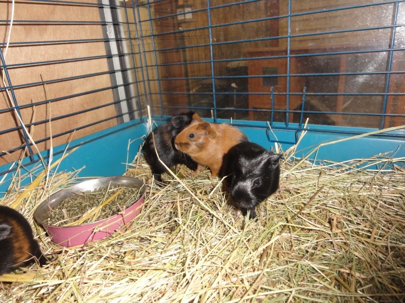Langogne : cherche adoptant pour 2 beaux cochons d'inde mâles nés le 10 octobre 2014'ADOPTER Dsc05216