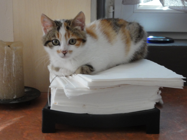 (48) - Langogne - Tessie - Chatonne 2 mois - tricolore - Adoptée par Cat's ! Disparue.. Tessie10