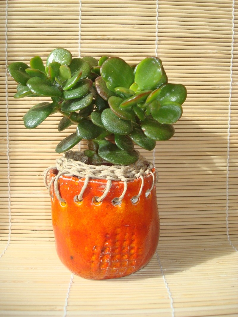 petits pots de terre pour mini succulentes - Page 6 Dsc00816