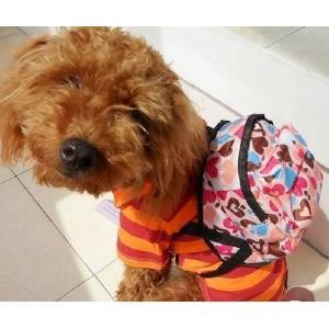 Accessoires de mode pour chiens, pour ou contre ? - Page 5 Chien_10