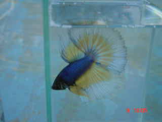 poisson bettas Home_a10