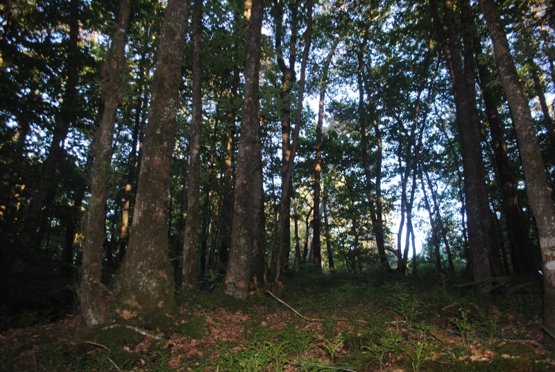 La forêt de Brocéliande Brocal16