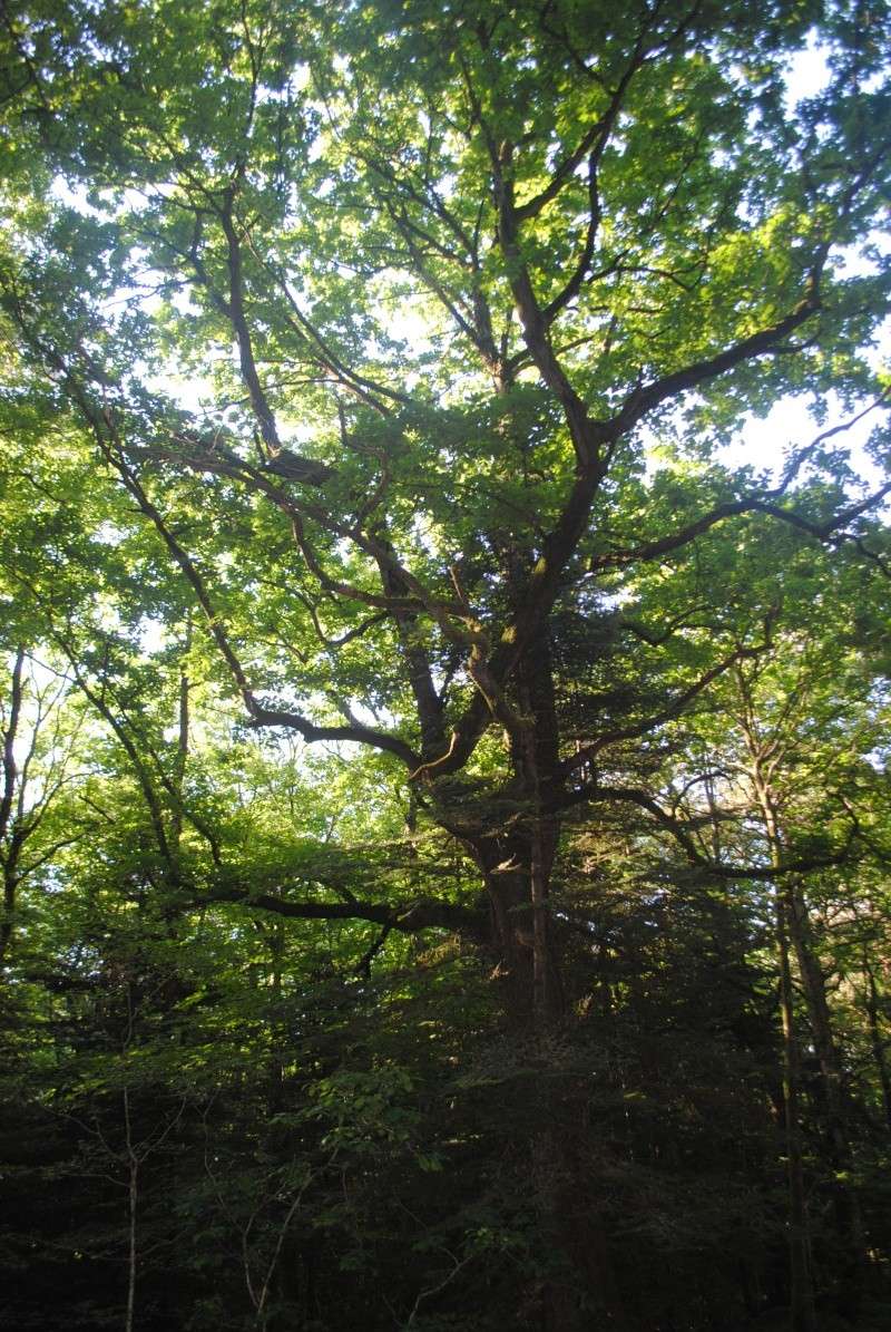 La forêt de Brocéliande Brocal22