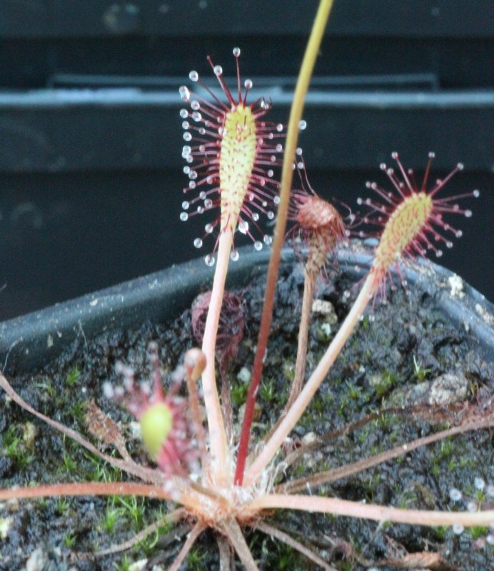 drosera anglica X111