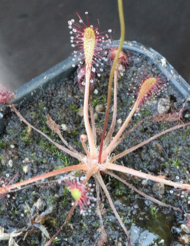 drosera anglica X_210