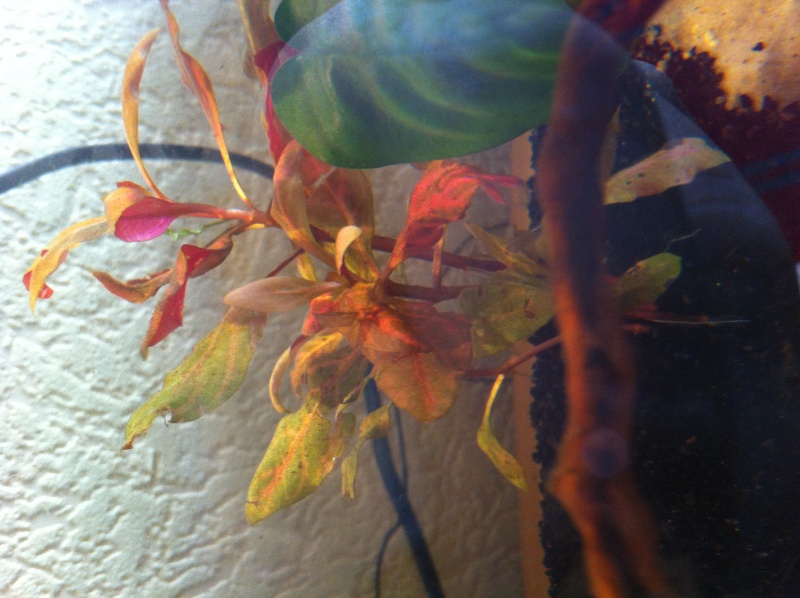 Plantes pourrissent Img_1312