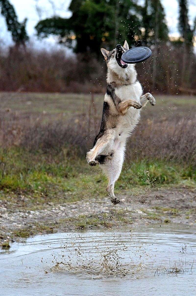 La folie du Frisbee Fin_da10