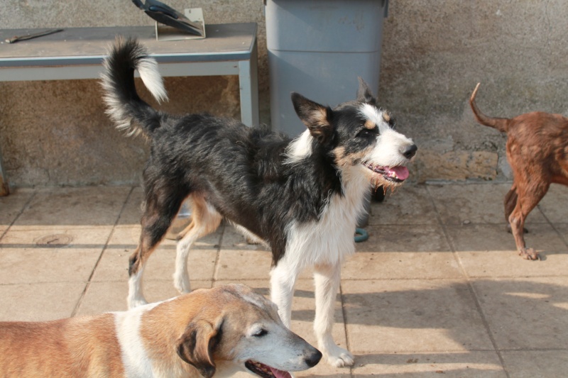 Joker X border Collie né le 3 Janvier 2013 Img_3250