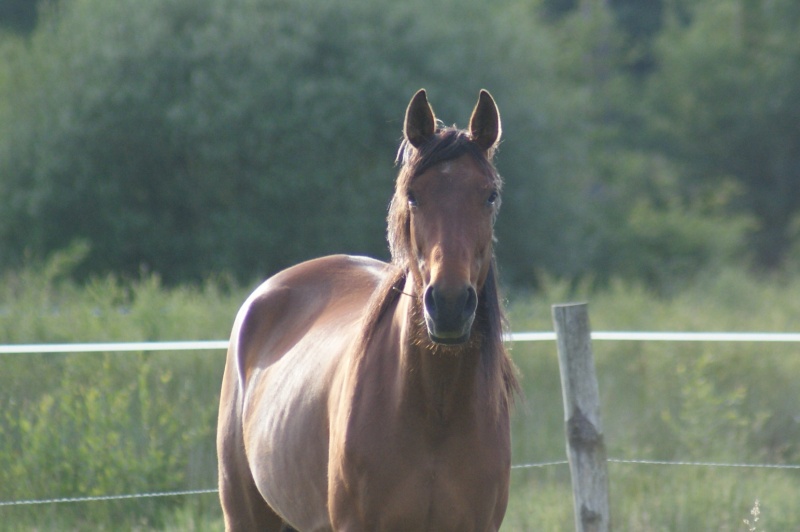 Sire de Lavrignaie, trotteur français, 3 ans, hongre (adopté) - Page 2 Chevau10