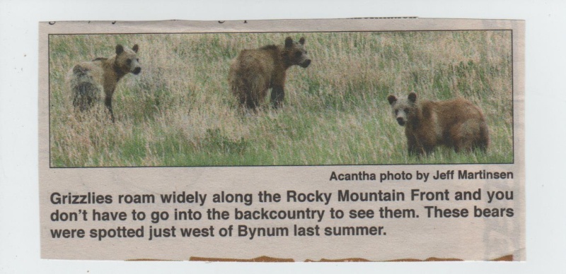 ·	Ursus arctos arctos : l’ours brun - Page 2 3_griz10