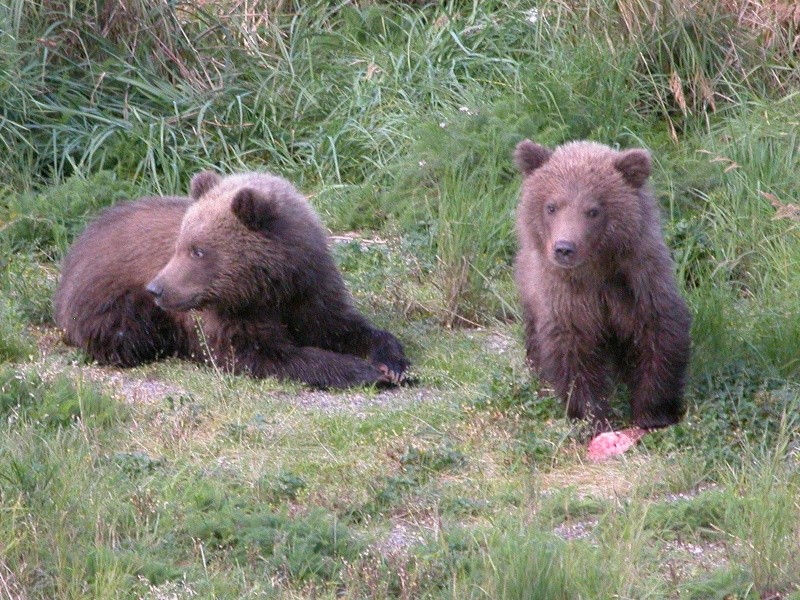 ·	Ursus arctos arctos : l’ours brun - Page 3 Attach13