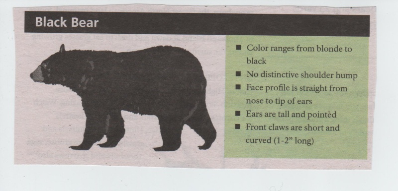 ·	Ursus arctos arctos : l’ours brun - Page 2 Black_10