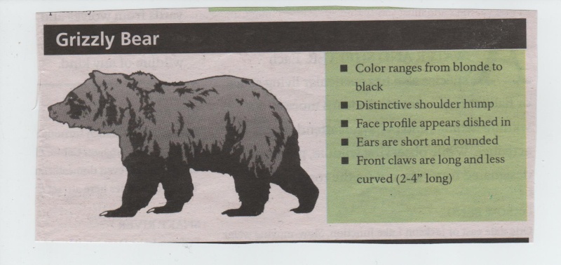 ·	Ursus arctos arctos : l’ours brun - Page 2 Grizzl10
