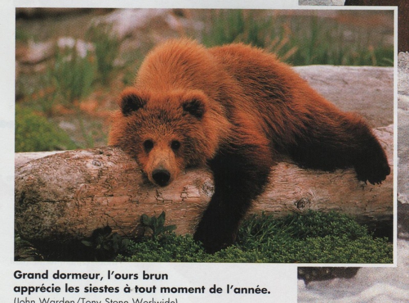 ·	Ursus arctos arctos : l’ours brun - Page 3 L_ours10