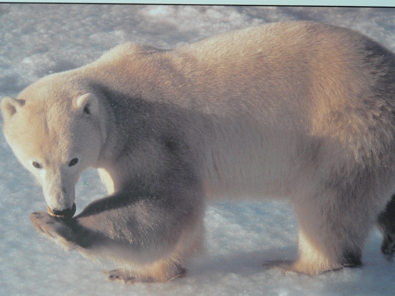 Ursus maritimus : l’ours polaire Ours_m10
