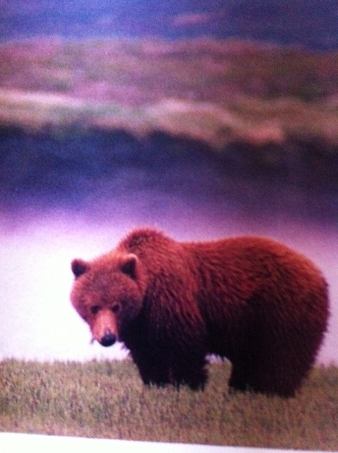 ·	Ursus arctos arctos : l’ours brun - Page 2 Photo_14