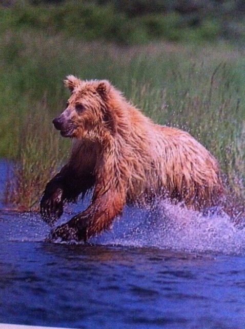 ·	Ursus arctos arctos : l’ours brun - Page 2 Photo_17