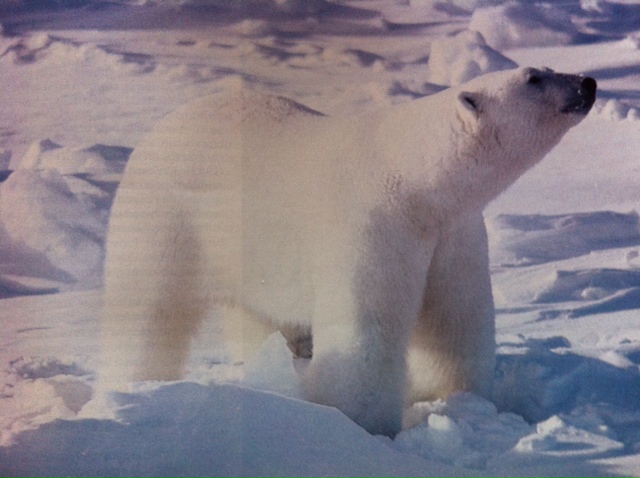 Ursus maritimus : l’ours polaire - Page 2 Photo_18