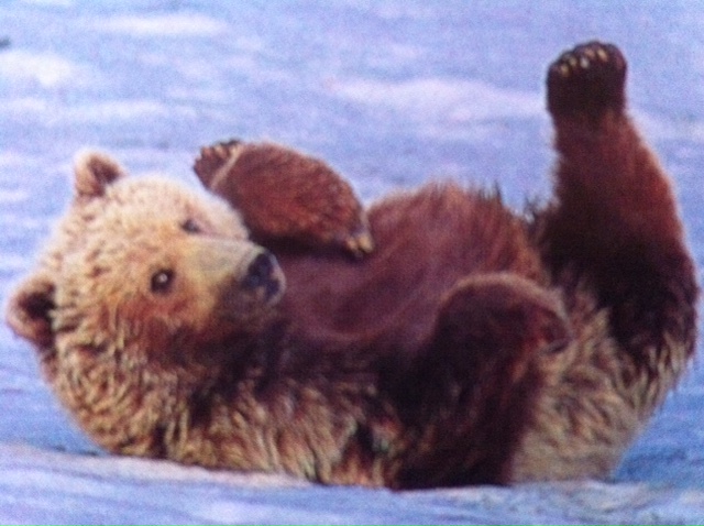 ·	Ursus arctos arctos : l’ours brun - Page 3 Photo_21