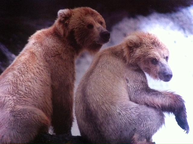 ·	Ursus arctos arctos : l’ours brun - Page 3 Photo_22