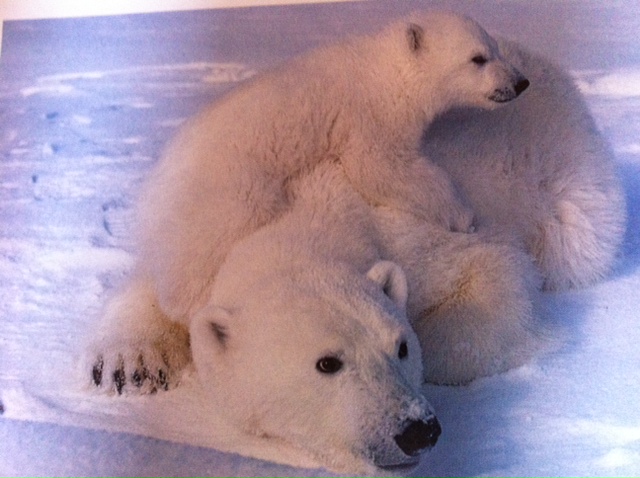Ursus maritimus : l’ours polaire - Page 2 Photo_23