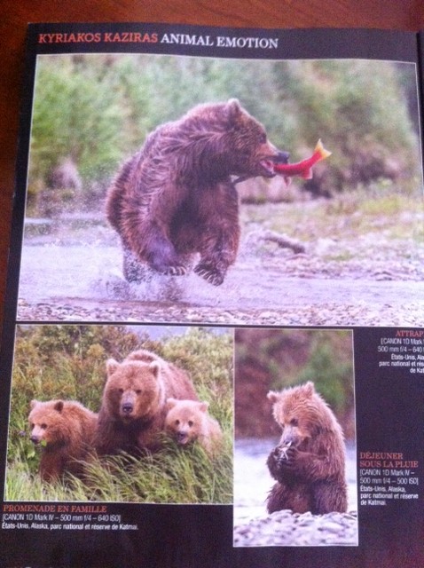 ·	Ursus arctos arctos : l’ours brun - Page 3 Photo_26