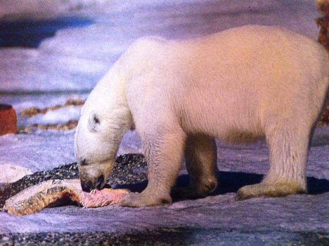 Ursus maritimus : l’ours polaire - Page 3 Photo_27