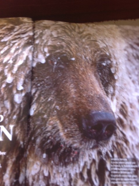 ·	Ursus arctos arctos : l’ours brun - Page 3 Photo_29
