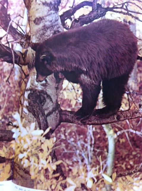 ·	Ursus arctos arctos : l’ours brun - Page 3 Photo_39