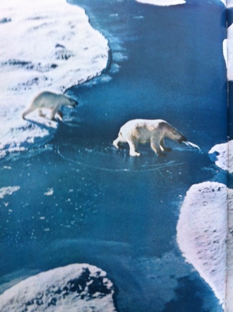Ursus maritimus : l’ours polaire - Page 3 Photo_42