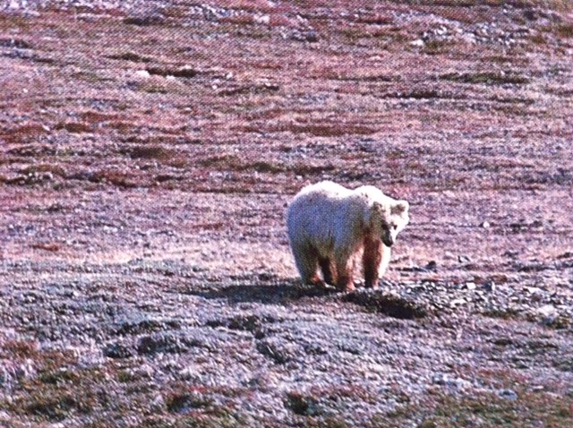 Ursus maritimus : l’ours polaire - Page 3 Photo_49