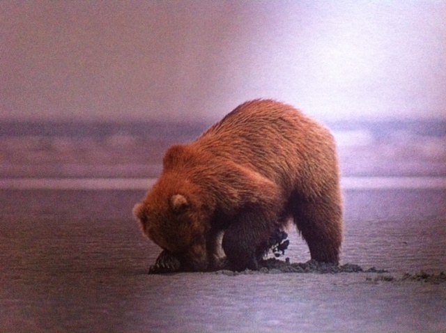 ·	Ursus arctos arctos : l’ours brun - Page 3 Photo_50