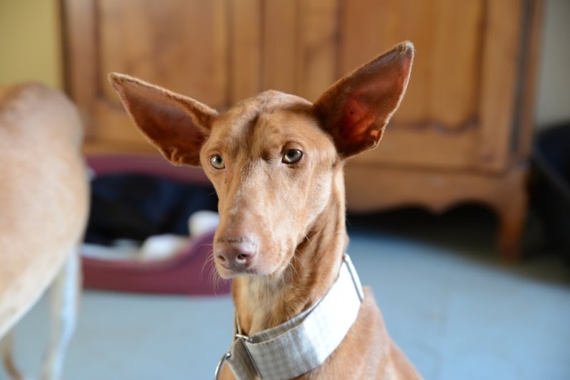 Alacant podenco à l'adoption refuge de Scooby Scooby France Adopté Alacan11