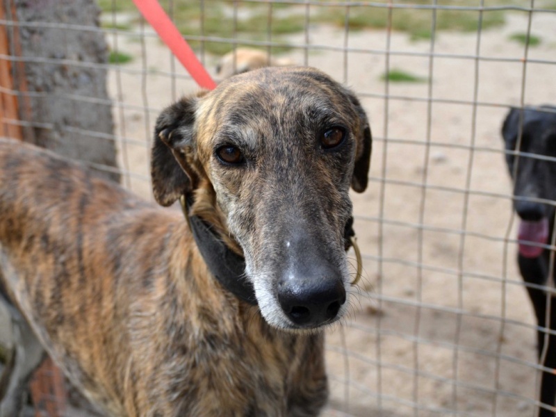 Brando Scooby France Adopté Décédé Brando11