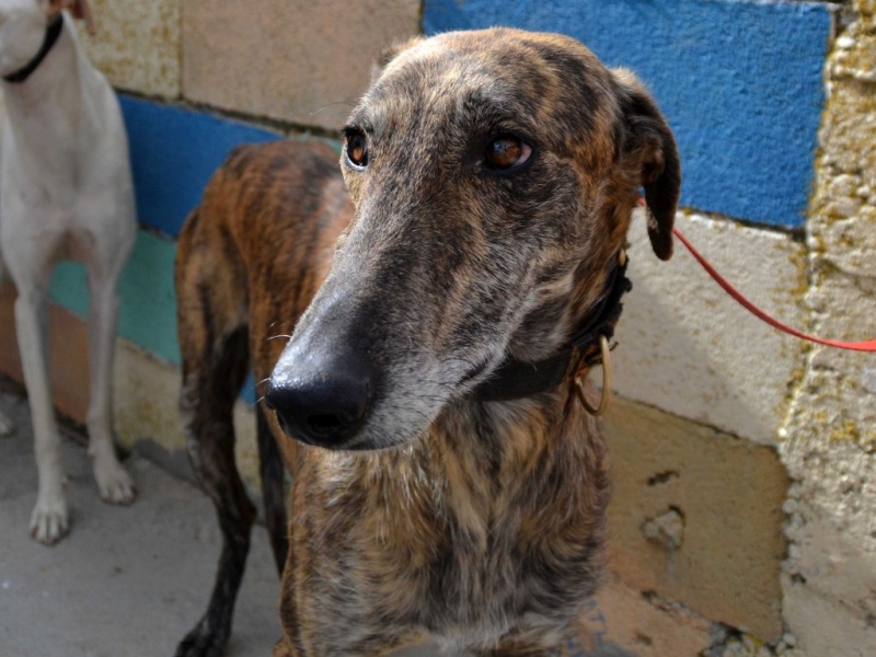 Brando Scooby France Adopté Décédé Brando14