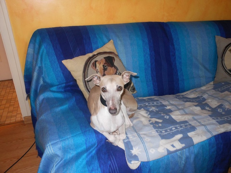 2 FEMELLES WHIPPETS ET 1 MALE A L ADOPTION Adoptes  - Page 3 Brindi12