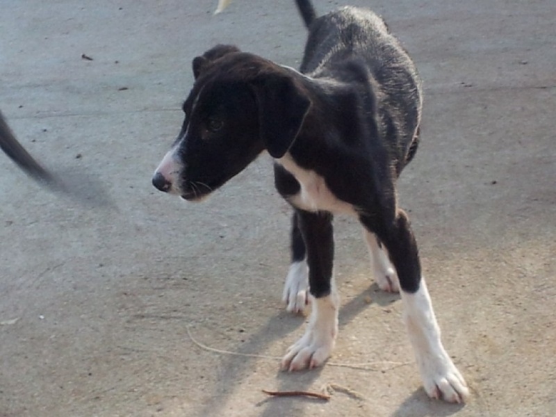 Cereza galguita avec une patte cassée Scooby France" Adoptée Cereza10
