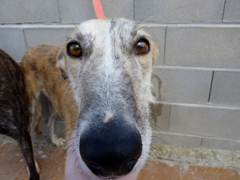 Duque – adorable galgo (5 ans) OK chats Scooby France Adopté Duque_14