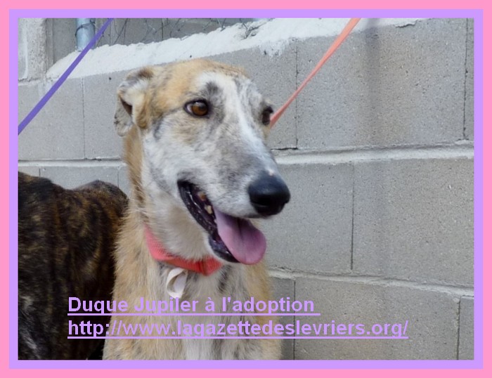 Duque – adorable galgo (5 ans) OK chats Scooby France Adopté Duque_16