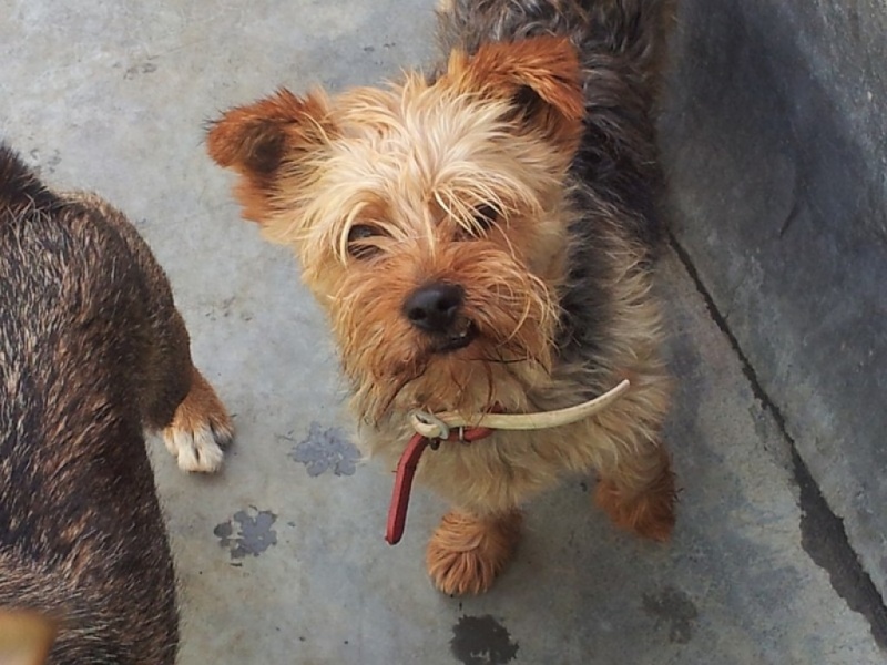 Goliath – petit york à l'adoption Scooby France – Adopté Goliat11