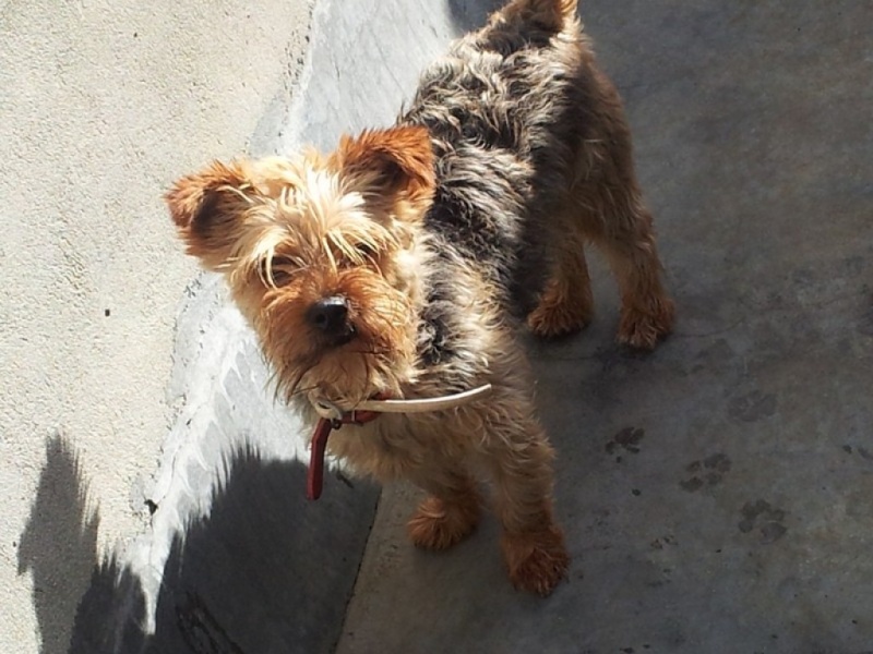 Goliath – petit york à l'adoption Scooby France – Adopté Goliat13
