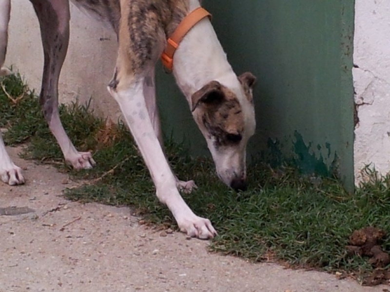 Luna douce et tendre galga à l'adoption refuge de scooby "Scooby France"Adoptée Luna_c11